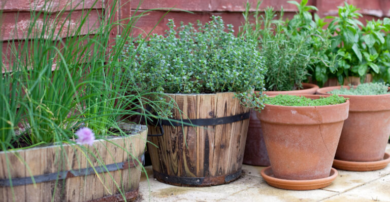 The Best Herb Pairings To Grow Together In Pots In Oregon