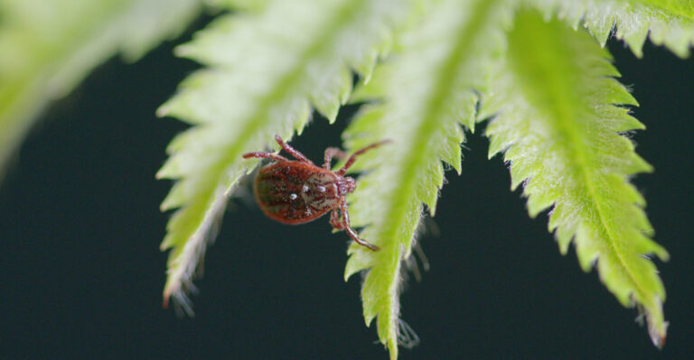The Best Herbs To Grow Near Patios In California To Help Deter Ticks