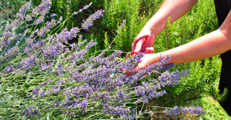 The Best Lavender Companion Shrubs For Oregon Yards