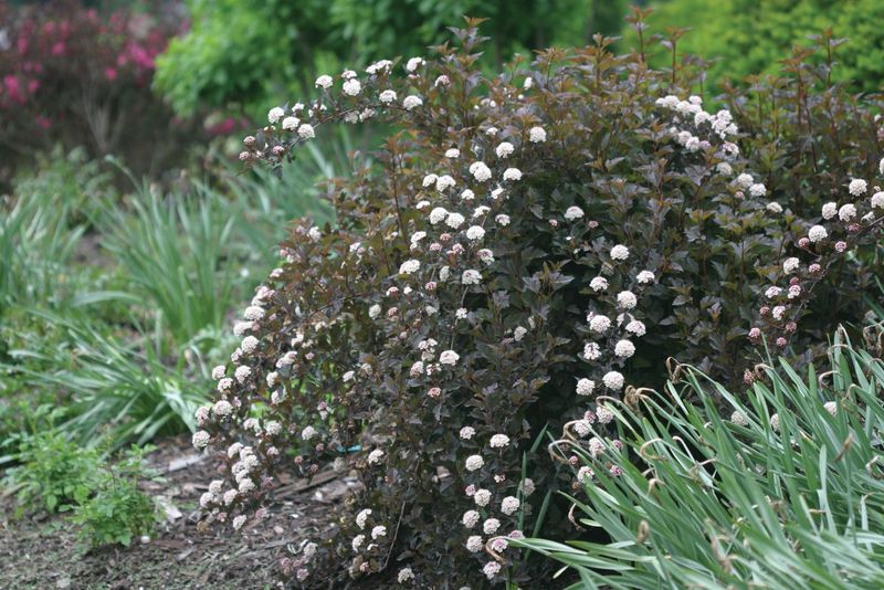 The Best Looking Ninebark Shrubs Usually Receive The Least Attention