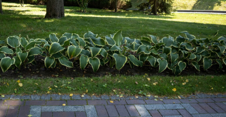 The Best Low-Growing Plants For Michigan Walkways That Always Stay Tidy