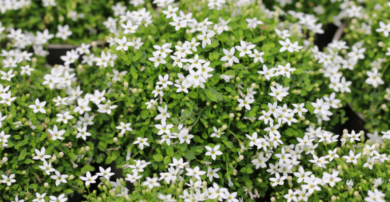 low growing flowering plant