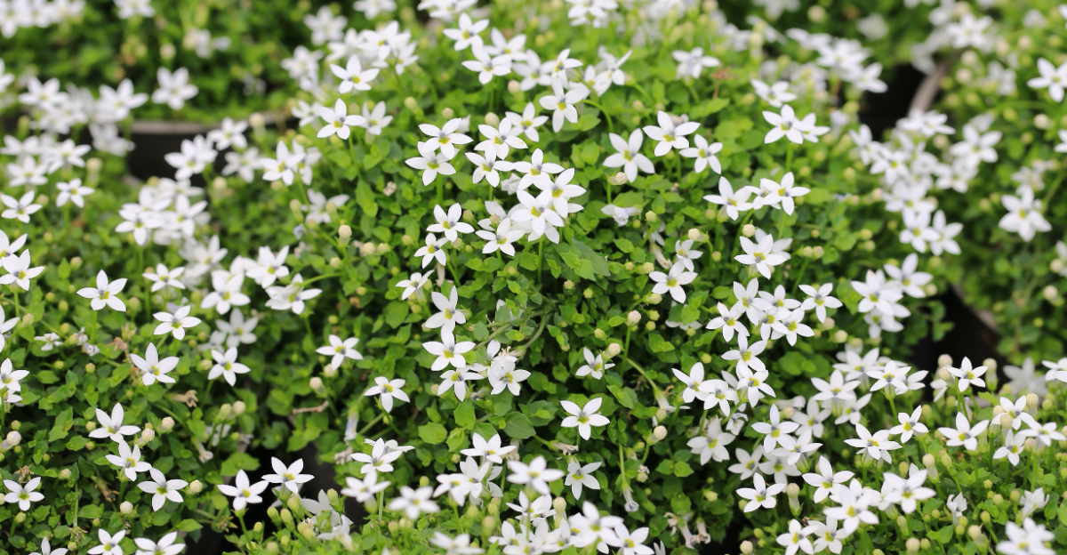 low growing flowering plant