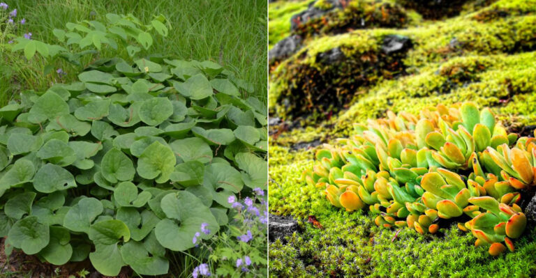 The Best Low-Growing Plants For Oregon Front Borders That Always Stay Tidy