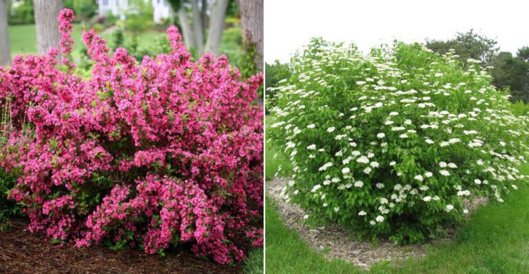 The Best Low-Maintenance Shrubs For Wisconsin Gardens