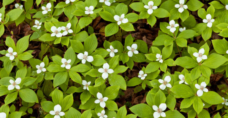 The Best Native Groundcovers To Plant In Michigan Gardens