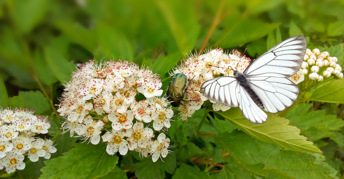 butterfly on ninebark