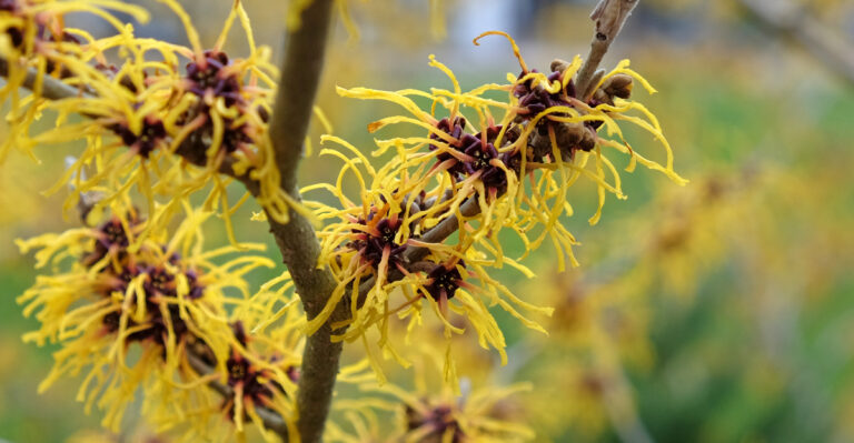 witch hazel