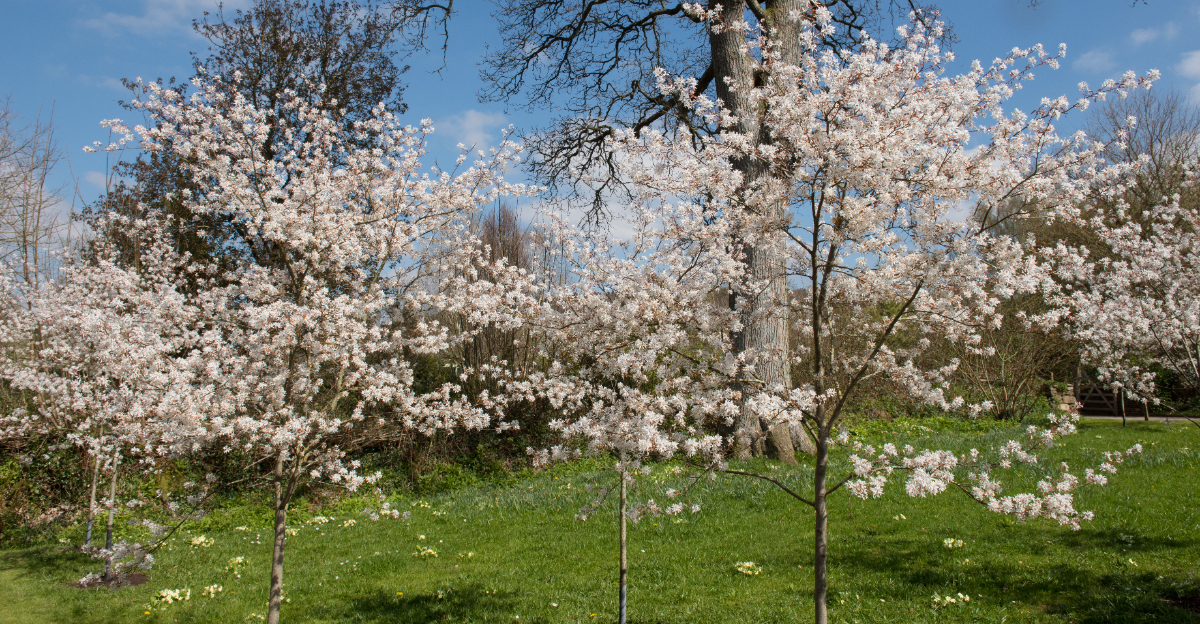 servuceberry trees