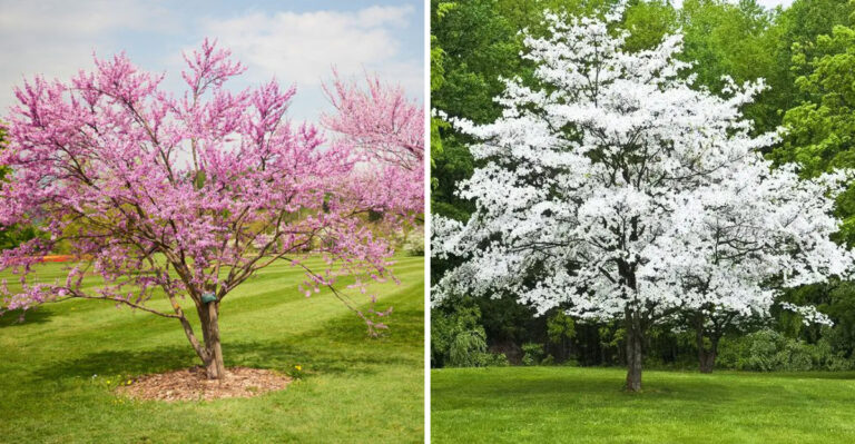 eastern redbud and flowering dogwood