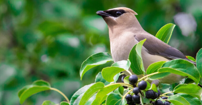 The Best Native Plants To Attract Songbirds To Central Pennsylvania Gardens