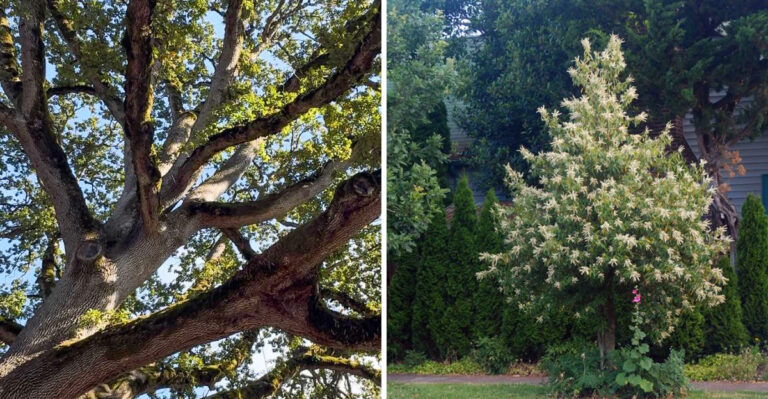 The Best Native Trees To Plant In An Oregon Backyard