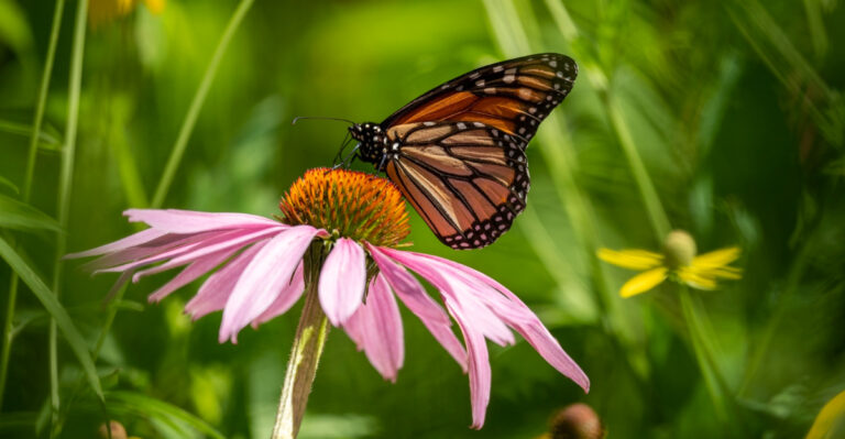 The Best Ohio Plants For Monarch Butterflies That Aren’t Just Milkweed