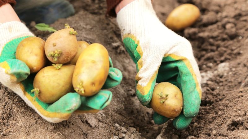 The Best Potato Season Starts Earlier Than Expected