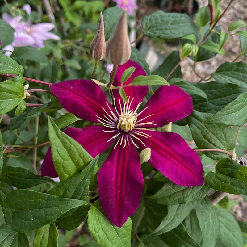The Best Time To Fertilize Clematis In Texas