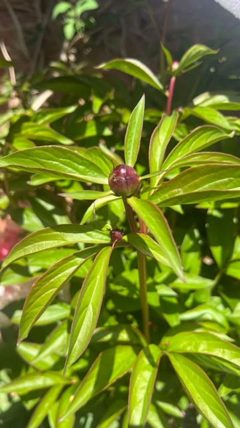 The Best Time To Fix Deeply Planted Peonies In Michigan