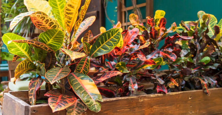 The Best Time To Plant Crotons In Florida For A Strong Start
