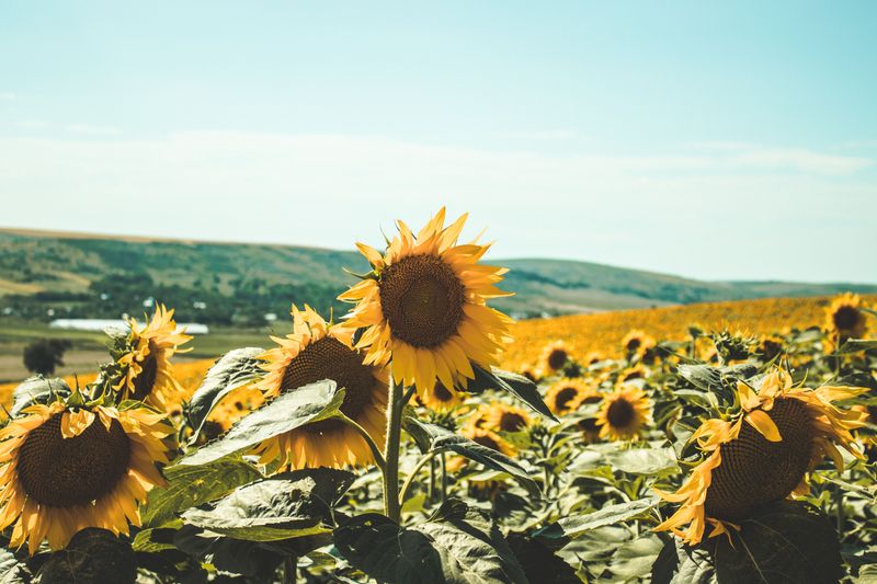 The Best Time To Plant Sunflowers In Colorado