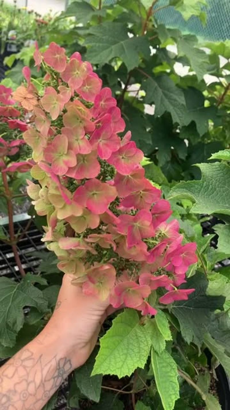 The Best Time To Prune Is Right After The Blooms Fade