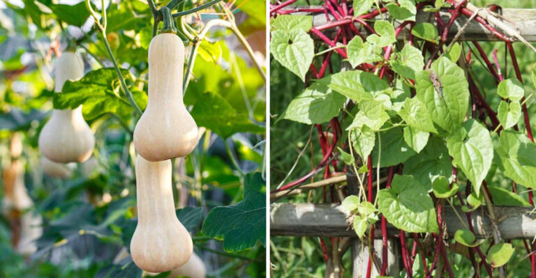 The Best Vegetables For Vertical Growing That Actually Thrive In Michigan Gardens
