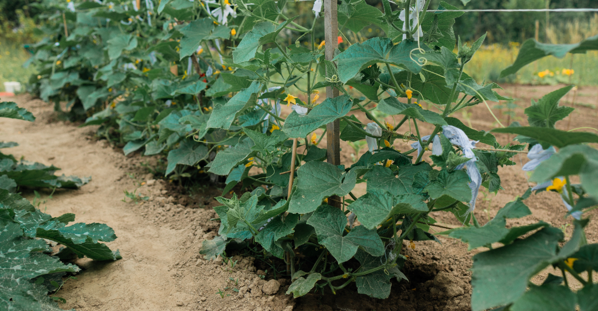 vertical cucumbers