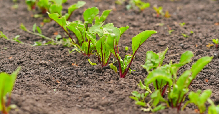 The Best Vegetables Ohio Gardeners Should Plant In May For Big Summer Harvests