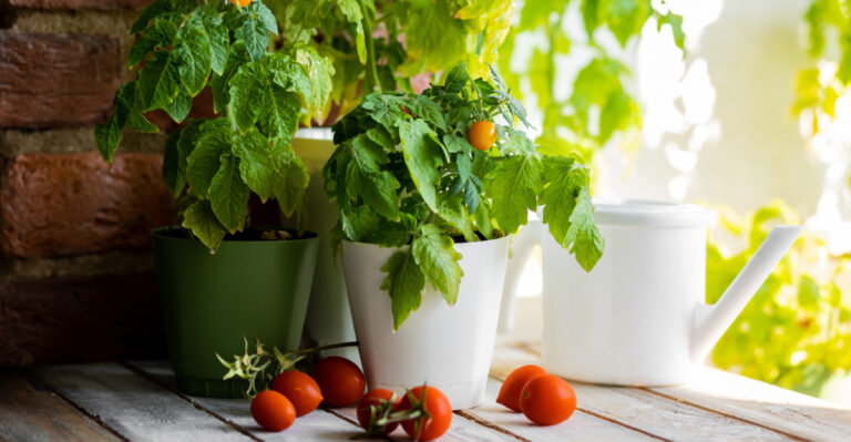 vegetables (featured image)