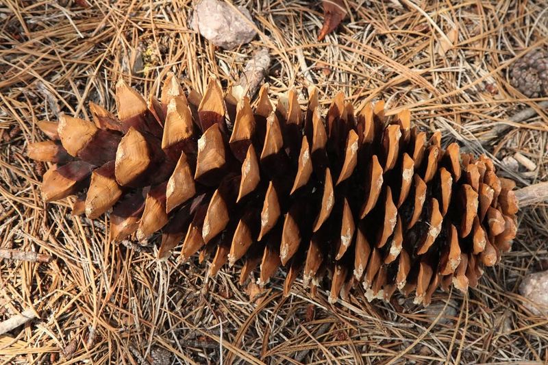 The Best Way To Bury Pine Cones In Your Garden (Step-By-Step)