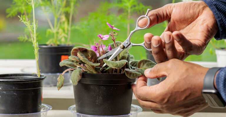 The Best Way To Prune African Violets For Bushier Growth In Oregon