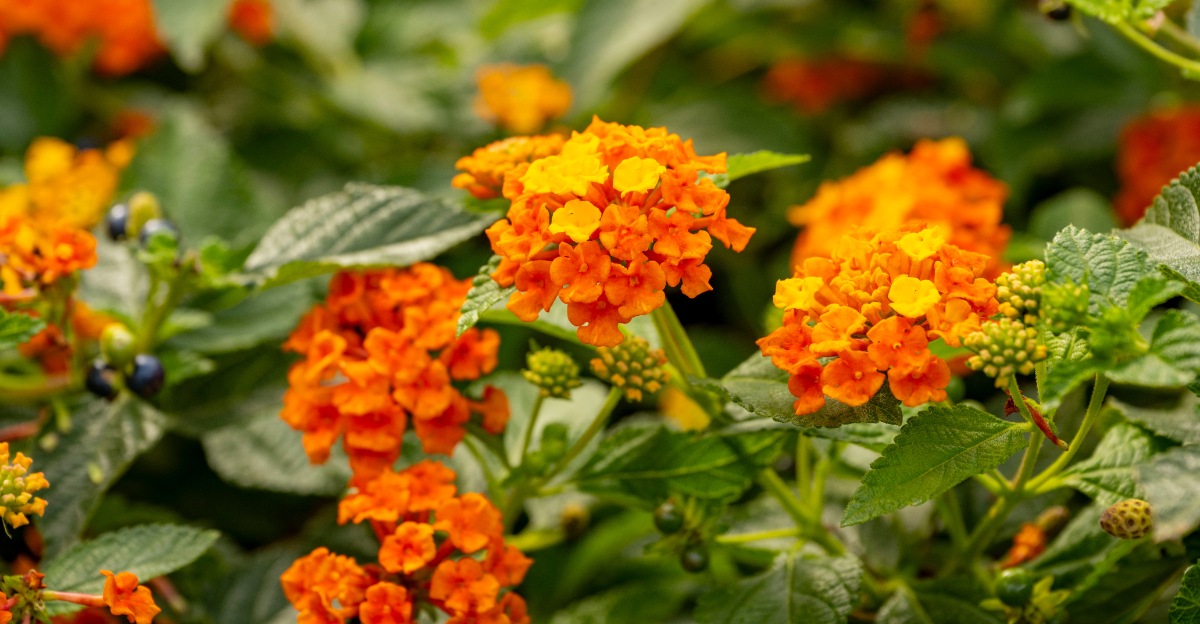 lantana (featured image)