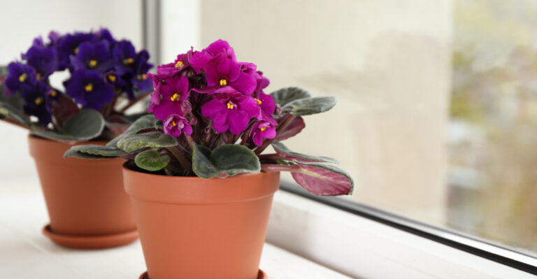 indoor african violets