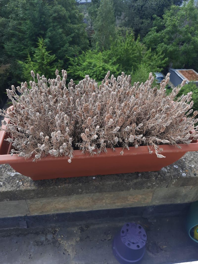 The Biggest Lavender Mistake