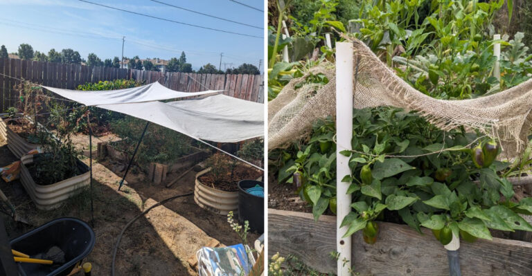 The Biggest Mistake Arizona Gardeners Make With Shade Cloth