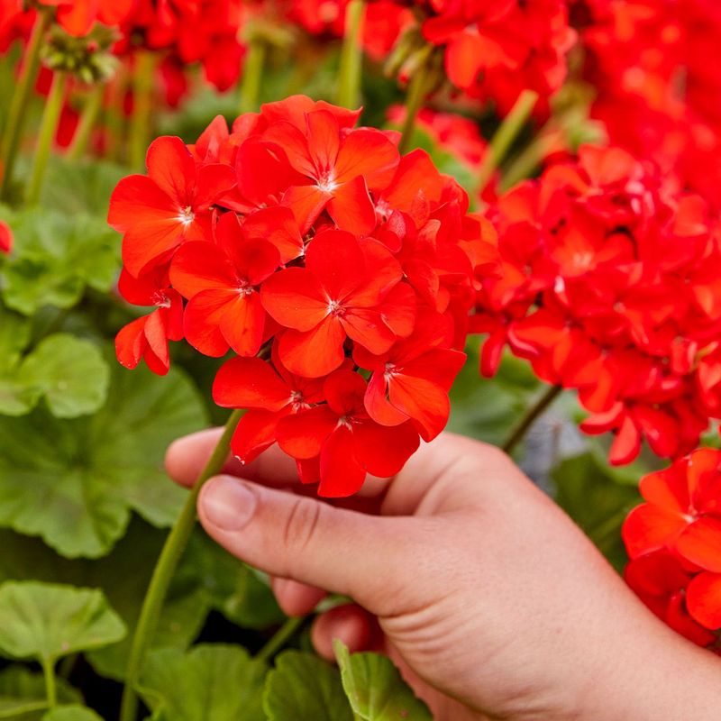 The Biggest Mistake Michigan Gardeners Make With Geraniums In Spring