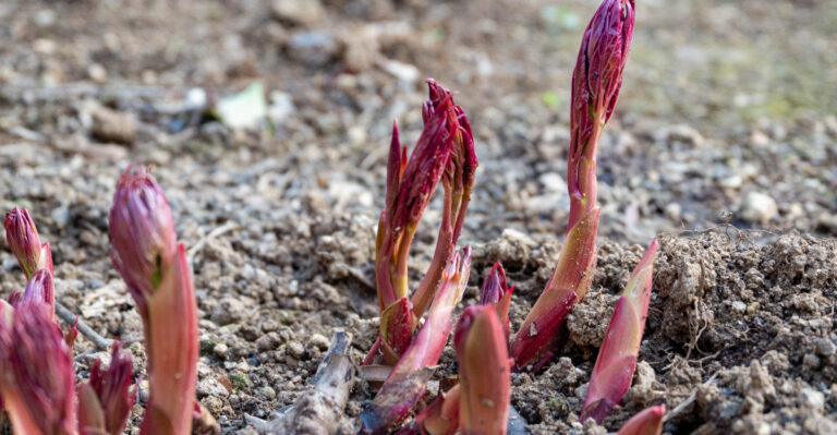 peony sprout