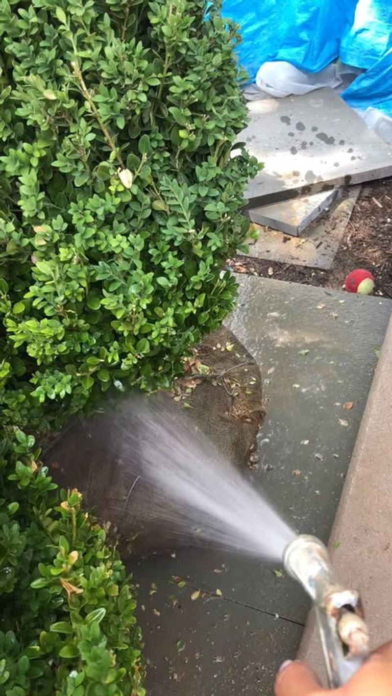 The Biggest Mistake: Watering Too Shallowly