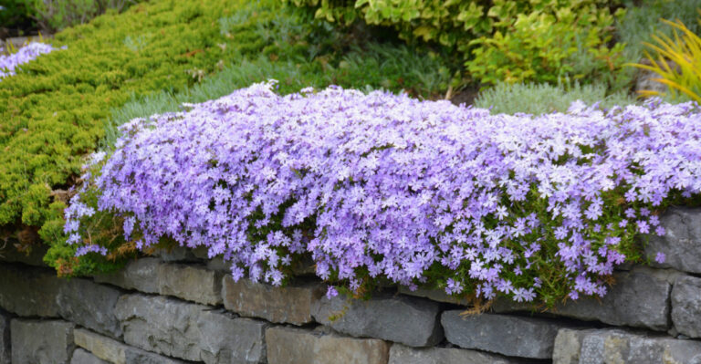 woodlandphlox