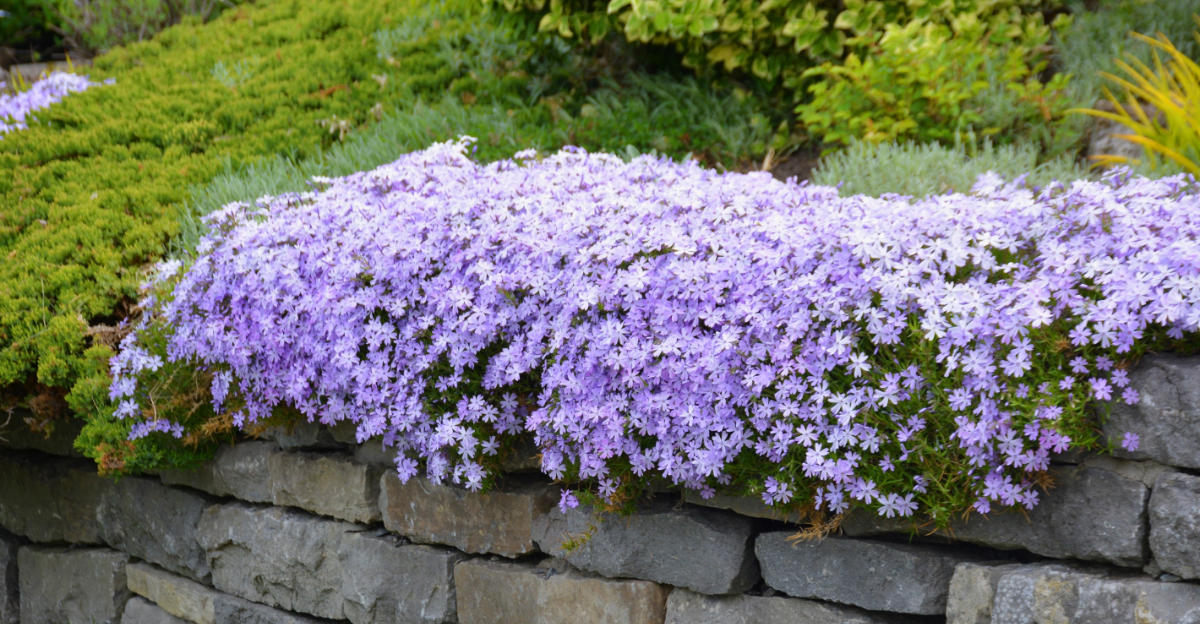 woodlandphlox