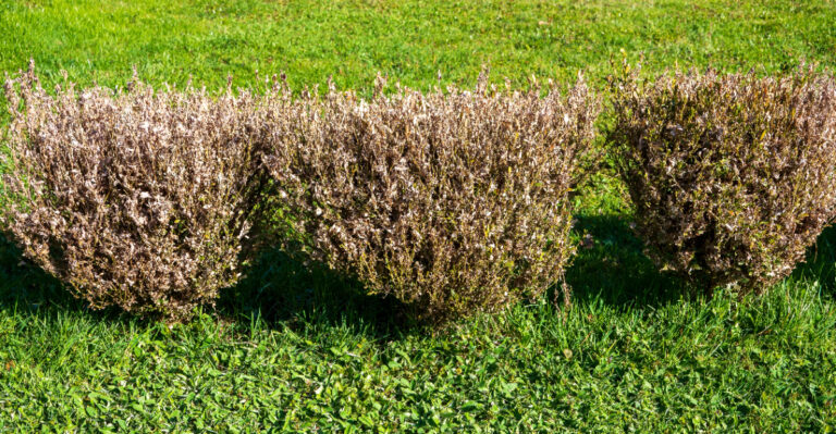 box tree moth damage