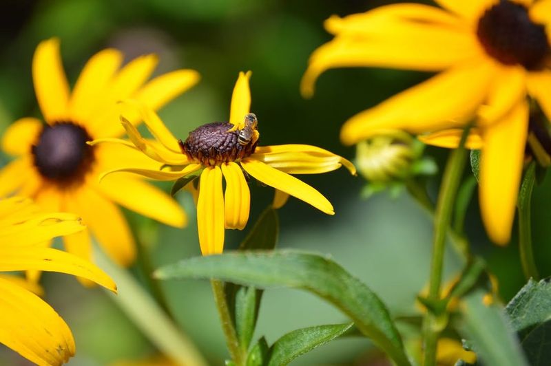 The Bright Yellow Flower That Bees Can't Resist