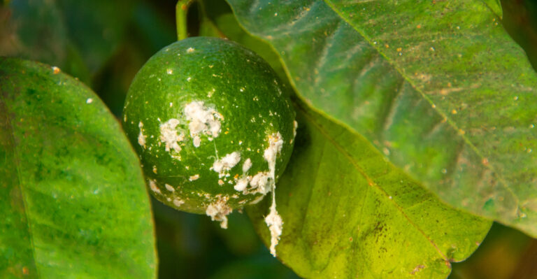 The California Citrus Pests That Show Up Every Summer And How To Stop Them Early