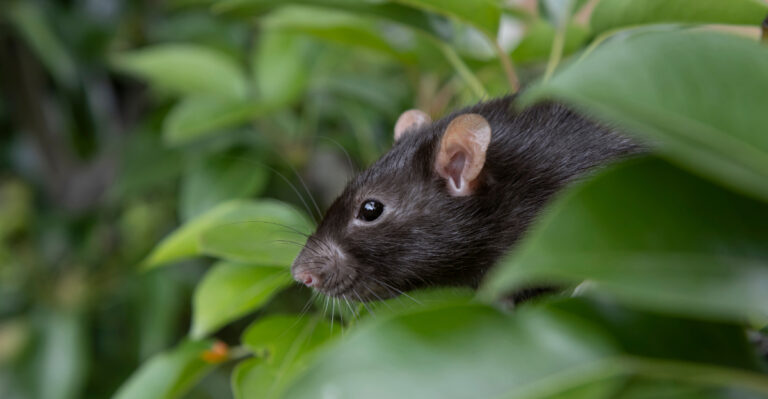 The California Herbs That Repel Rats And Look Beautiful In Any Garden