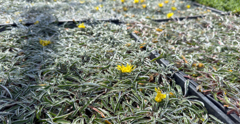 The California Lawn Alternatives That Cost Less To Install Than A New Sprinkler System