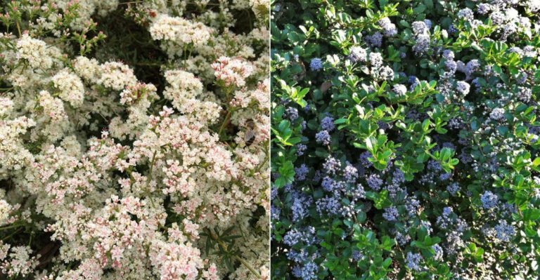 The California Native Plants That Help Control Gophers And Weeds At The Same Time