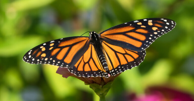 The California Native Plants That Support Monarch Butterflies Through The Dry Season