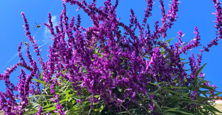 The California Plants That Survive Watering Restrictions Better Than Any Other