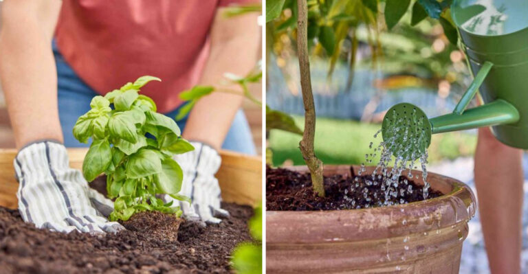 The California Plants You Should Never Let Dry Out In May