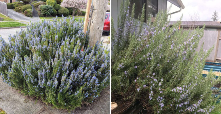 The California Rosemary Pruning Tricks That Keep Its Shape