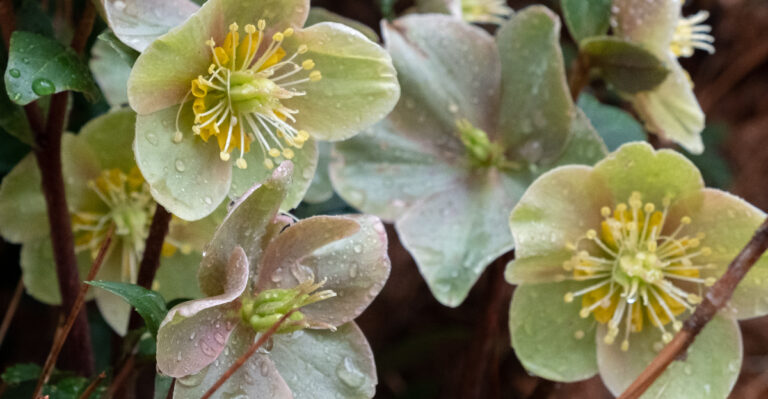 The Classic Garden Flowers That Actually Hold Up In Oregon Rain