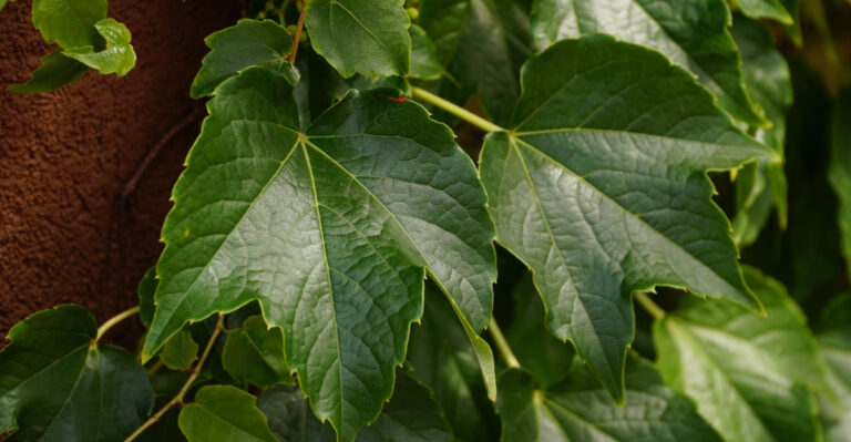 The Climbing Plants Michigan Gardeners Are Using To Cover Ugly Walls And Fences Fast